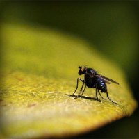 /album/rostliny/photolia-a07-jpg/